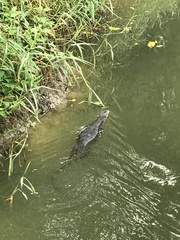 Varanus salvator macromaculatus