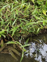 Persicaria praetermissa