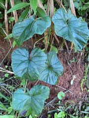 Hewittia malabarica