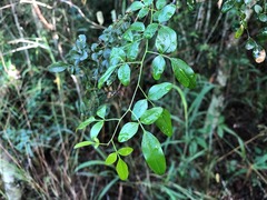Jasminum didymum racemosum