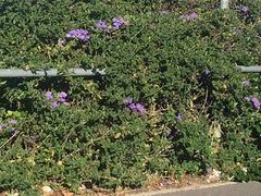 Barleria obtusa