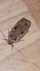 Agonopterix ocellana