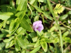 Limnophila aromatica