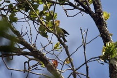 Chlorodrepanis stejnegeri