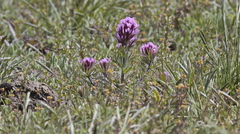 Castilleja exserta exserta