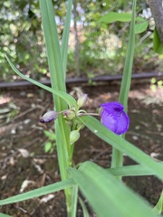 Tradescantia ohiensis