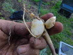 Plasmodiophora brassicae