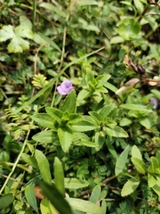 Limnophila aromatica
