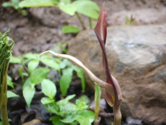 Amorphophallus commutatus