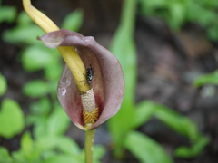 Amorphophallus commutatus