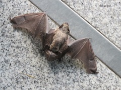 Vespertilio sinensis