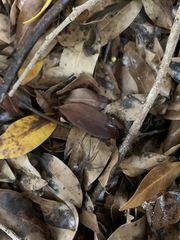 Heteropoda