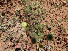 Oncosiphon grandiflorus