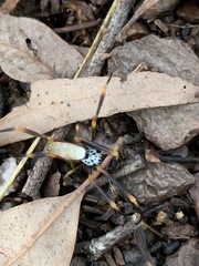 Trichonephila plumipes