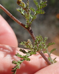 Oncosiphon grandiflorus