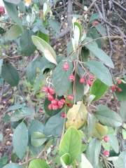 Cotoneaster