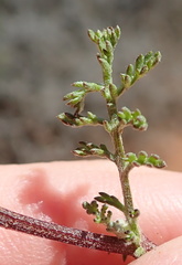 Oncosiphon grandiflorus