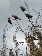 Trichoglossus moluccanus moluccanus