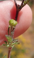 Oncosiphon grandiflorus