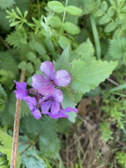 Lunaria annua
