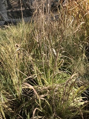 Bromus arizonicus