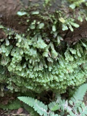 Pallavicinia