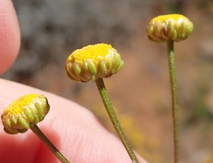 Oncosiphon grandiflorus