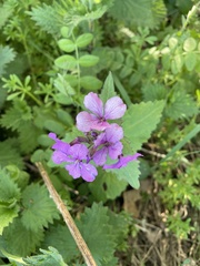 Lunaria annua