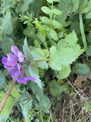 Lunaria annua