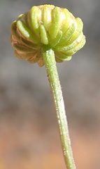 Oncosiphon grandiflorus