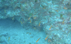 Forsterygion maryannae
