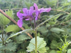 Lunaria annua