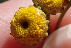 Oncosiphon grandiflorus