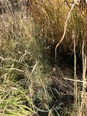 Muhlenbergia montana