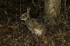 Sylvilagus brasiliensis