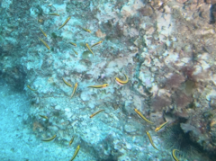 Forsterygion maryannae