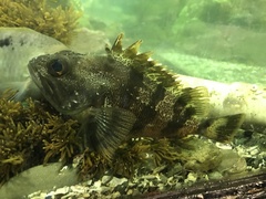 Helicolenus percoides