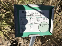 Muhlenbergia montana