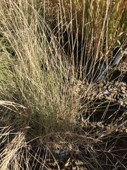Muhlenbergia montana