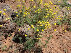 Oncosiphon grandiflorus