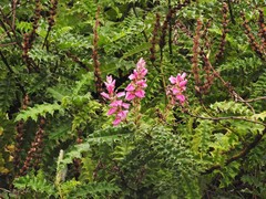 Acanthus polystachyus