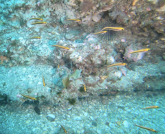Forsterygion maryannae