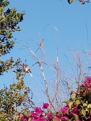 Coliiformes