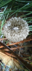 Pseudohydropus parafunebris