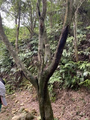 Acacia confusa