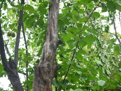 Meyna laxiflora