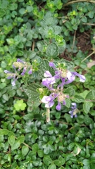 Scutellaria tashiroi