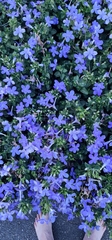 Barleria obtusa
