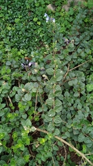 Scutellaria tashiroi