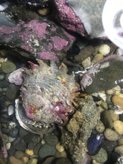 Diacanthurus spinulimanus